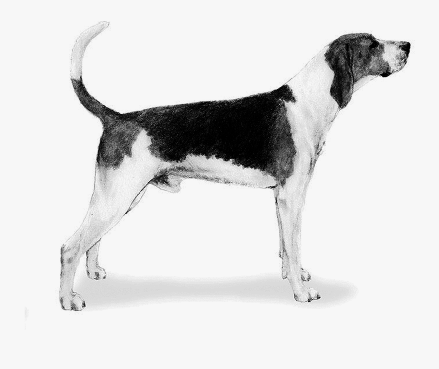 Treeing Walker Coonhound English Foxhound American - Black And White Foxhound, Transparent Clipart