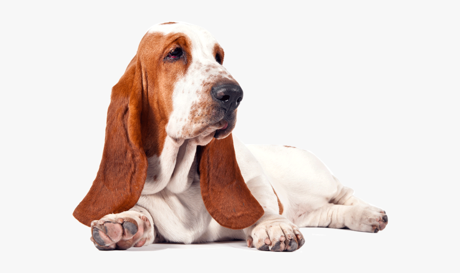 Basset Hound Free Download Png - Basset Hound Png, Transparent Clipart