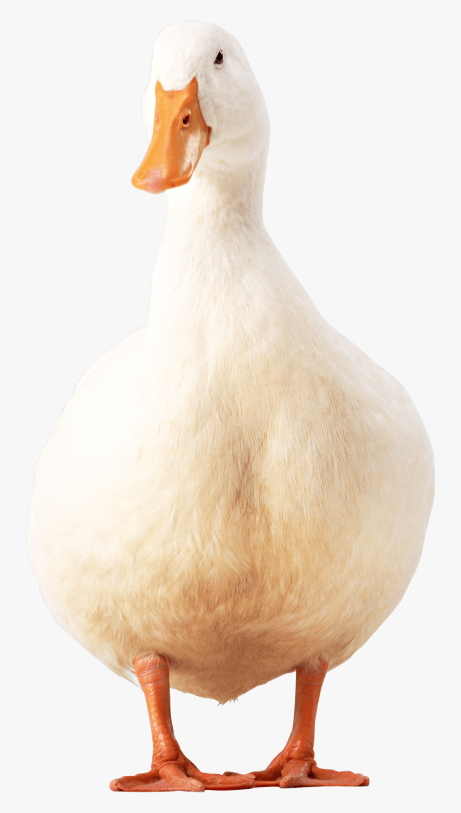 White Duck Png Image - Pekin Duck Png, Transparent Clipart