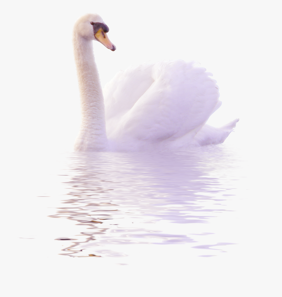 Cygnini Clip Art White - Tundra Swan, Transparent Clipart