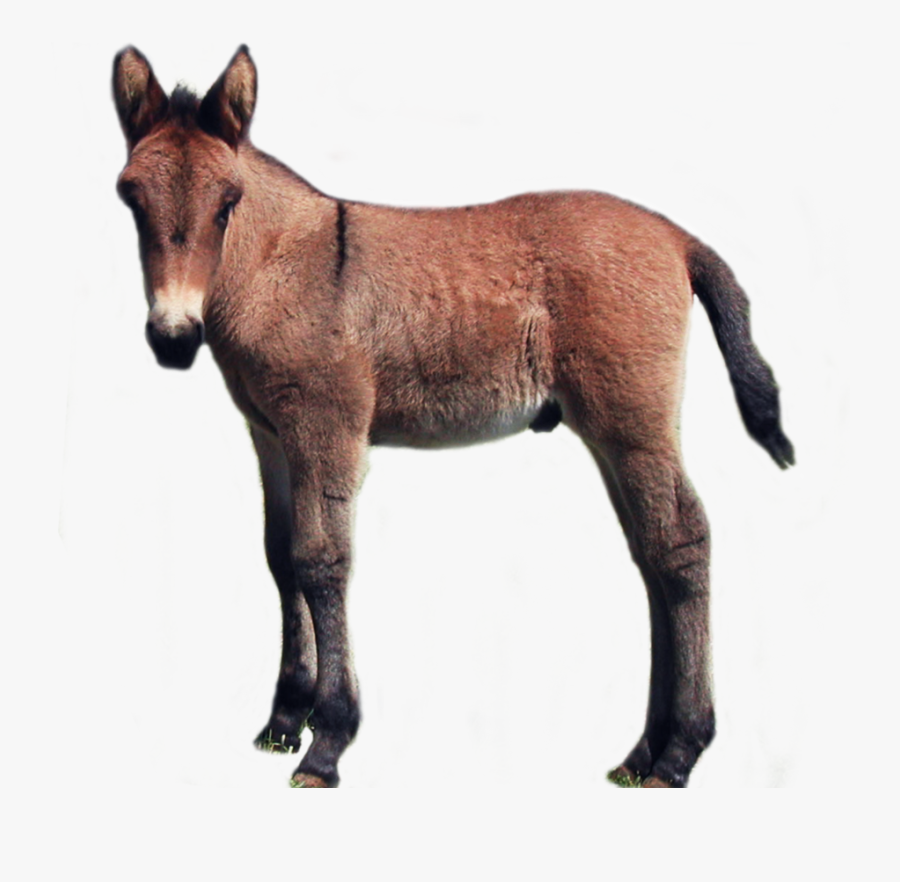 Donkey Clipart Foal - Foal Png, Transparent Clipart
