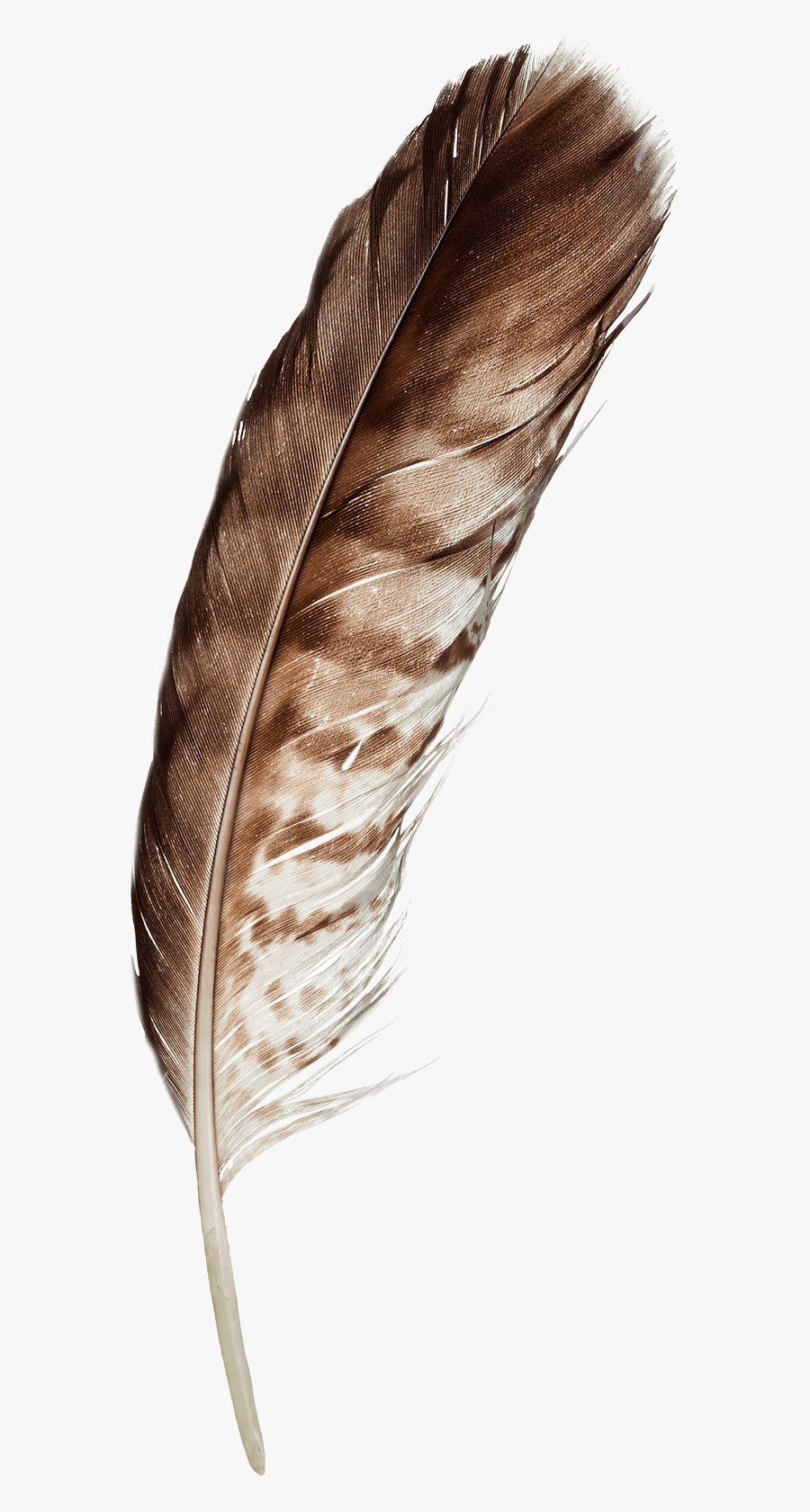 Feather - Bird Feather, Transparent Clipart