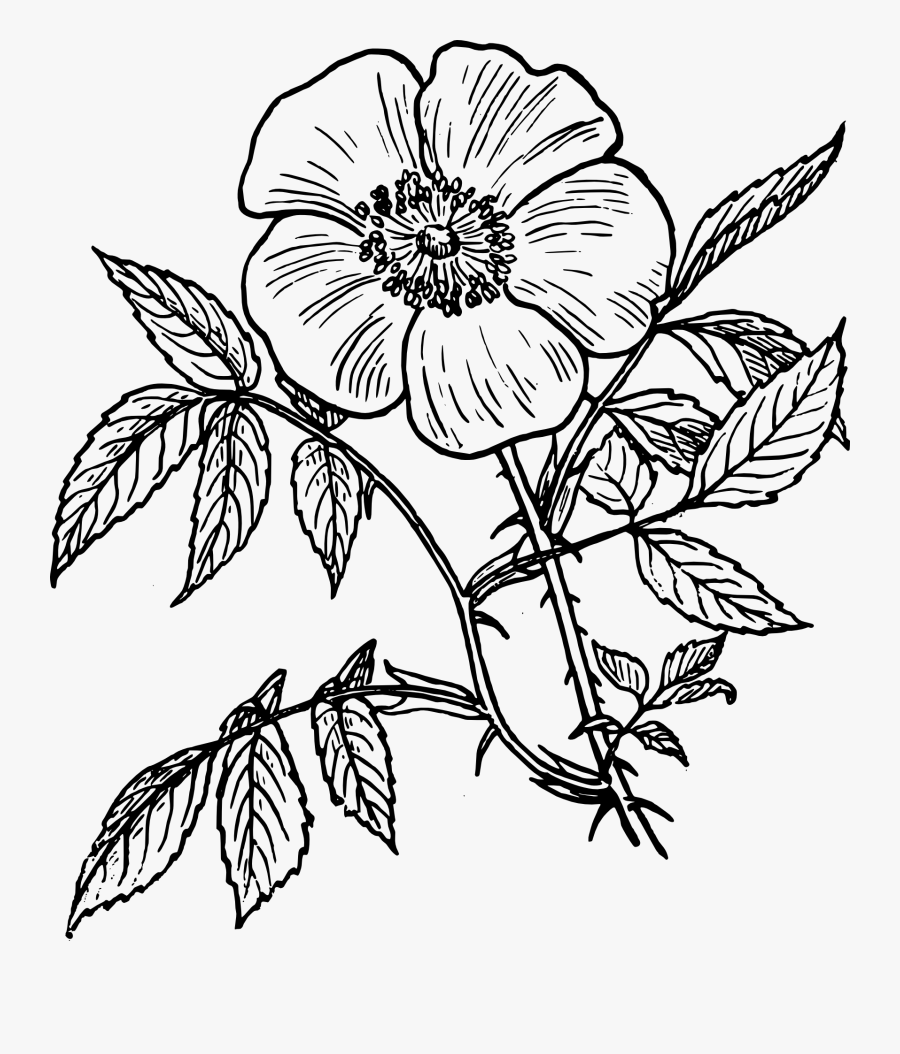 Flower Line Art Png, Transparent Clipart