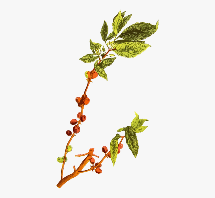 Plant,leaf,tree - Coffee Tree No Background, Transparent Clipart