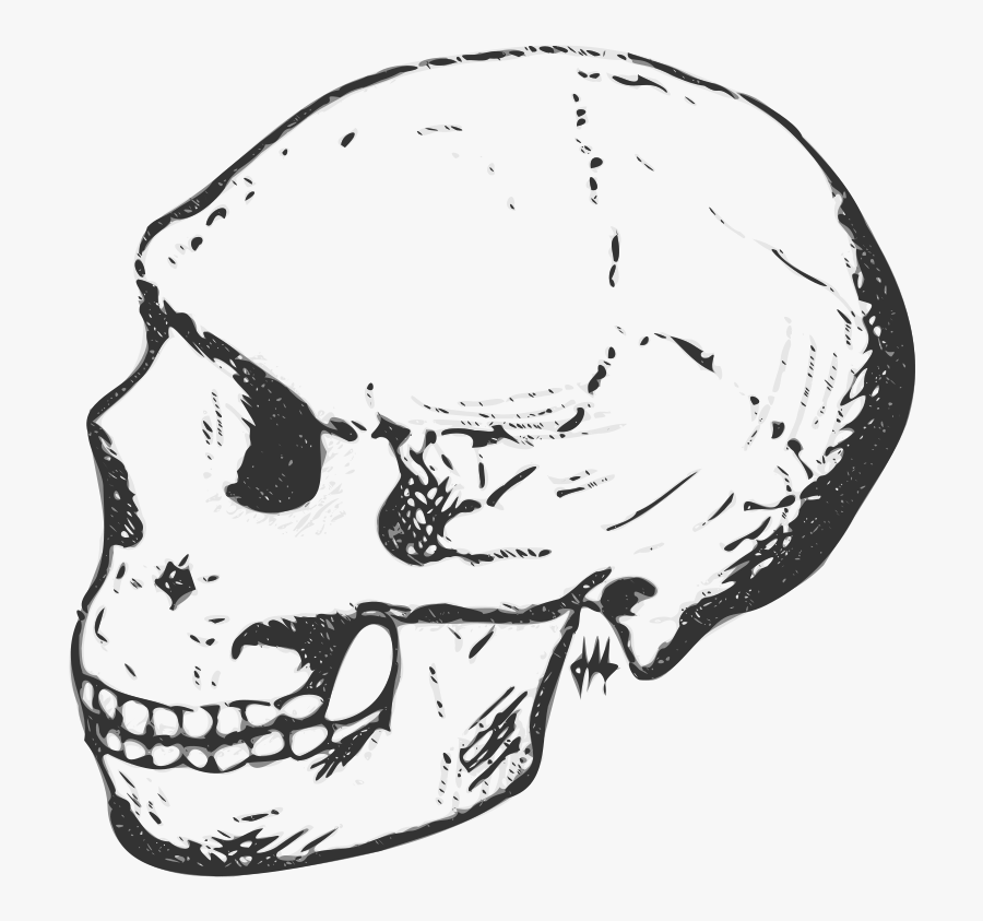 Amud Skull - Human Skull Clipart Black And White, Transparent Clipart