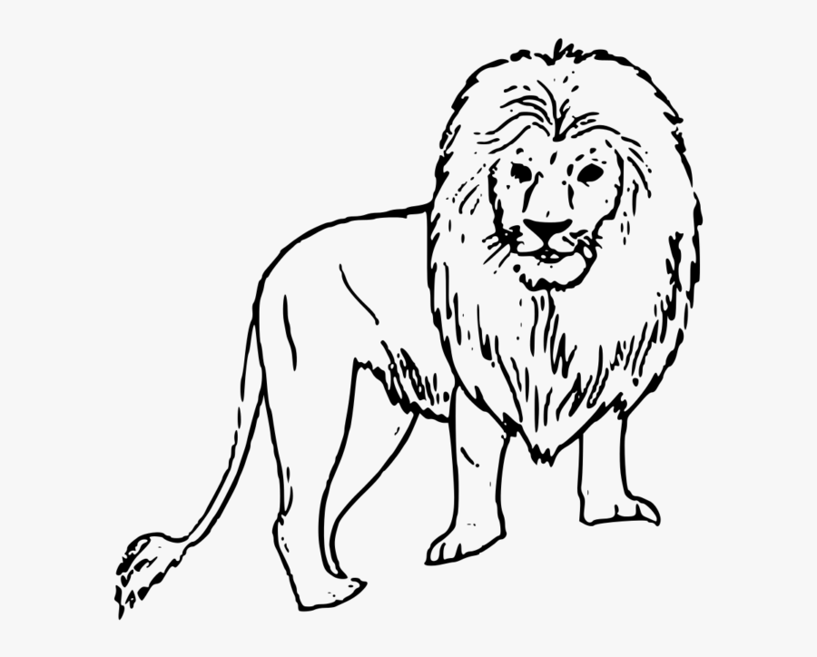 Transparent Lion And Lamb Clip Art - Pencil Wild Animals Drawing, Transparent Clipart