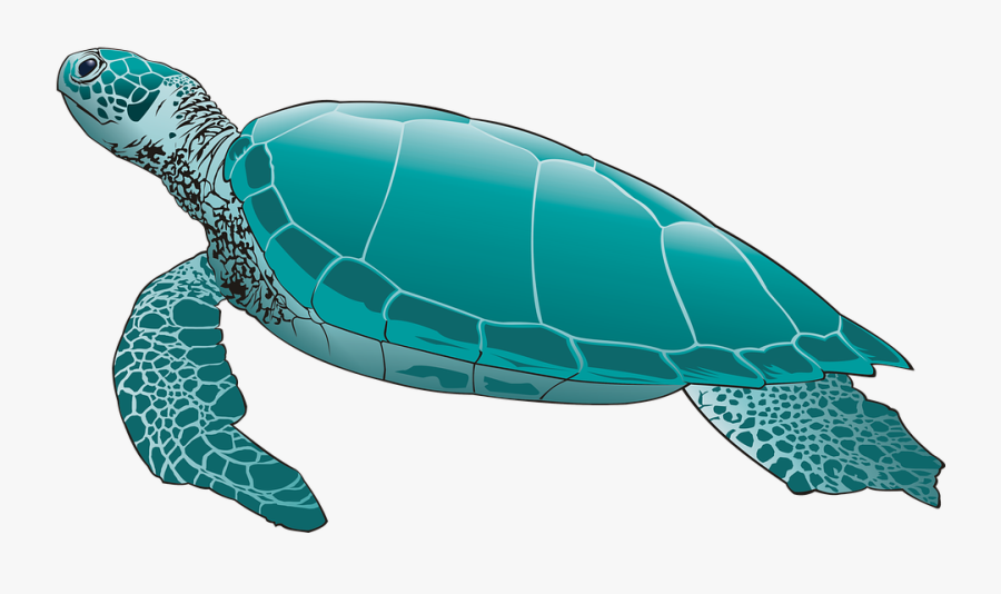 Turtle Drawing Underwater, Transparent Clipart