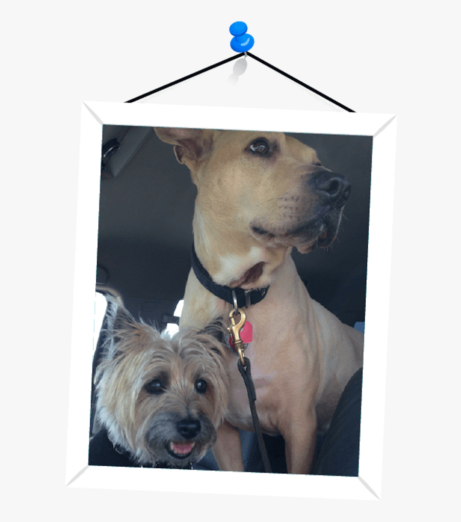 Australian Silky Terrier, Transparent Clipart