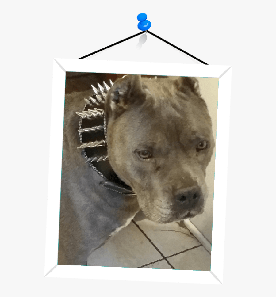 Staffordshire Bull Terrier, Transparent Clipart