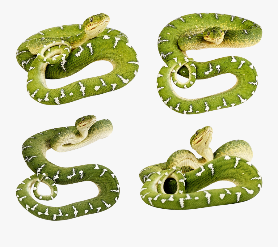 Download This High Resolution Snake Icon - Green Snake Png, Transparent Clipart