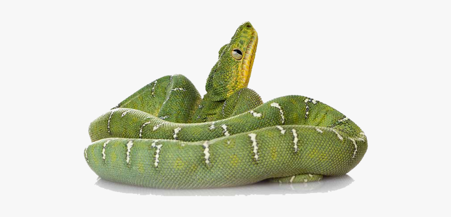 Green Snake Png File - Emerald Tree Boa With White Background, Transparent Clipart