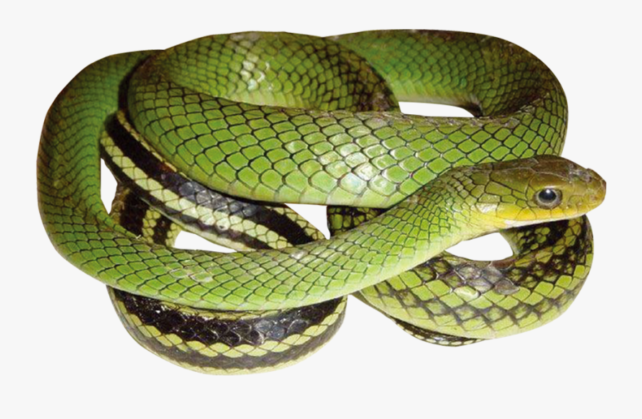 Transparent Green Snake Clipart - Green Snake Png, Transparent Clipart