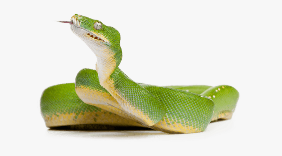 Green Tree Python Png, Transparent Clipart