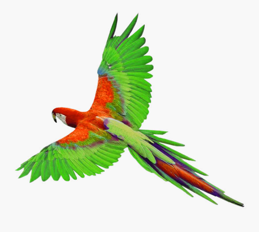 Cute Parrot Clipart - Parrot Png, Transparent Clipart