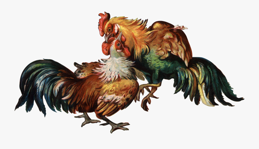 Cockfight Rooster Clip Art - Cock Fight Png, Transparent Clipart