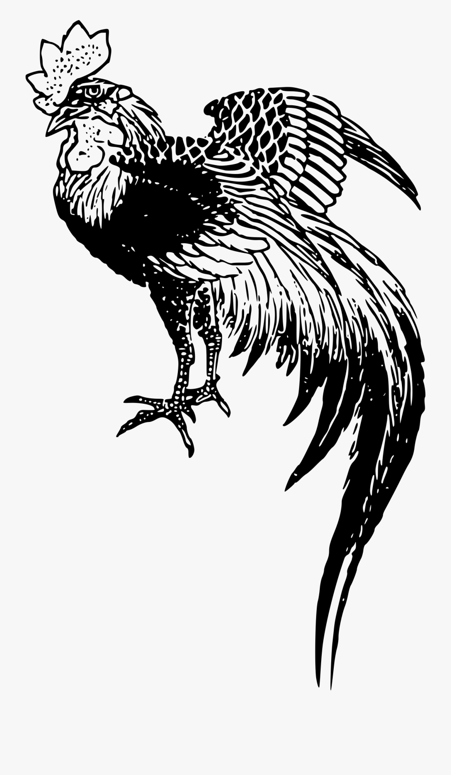 Chicken Rooster Drawing - Cockfight Svg, Transparent Clipart