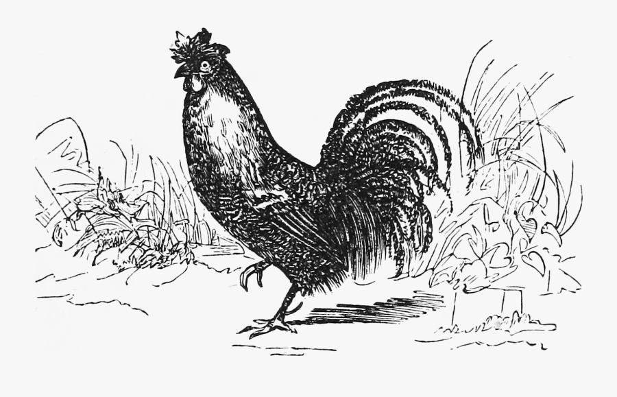 Transparent Rooster Clipart - Alectryomancy, Transparent Clipart