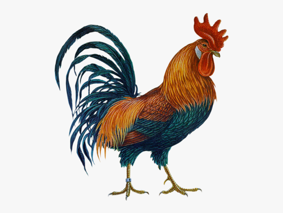 Cock Png, Transparent Clipart