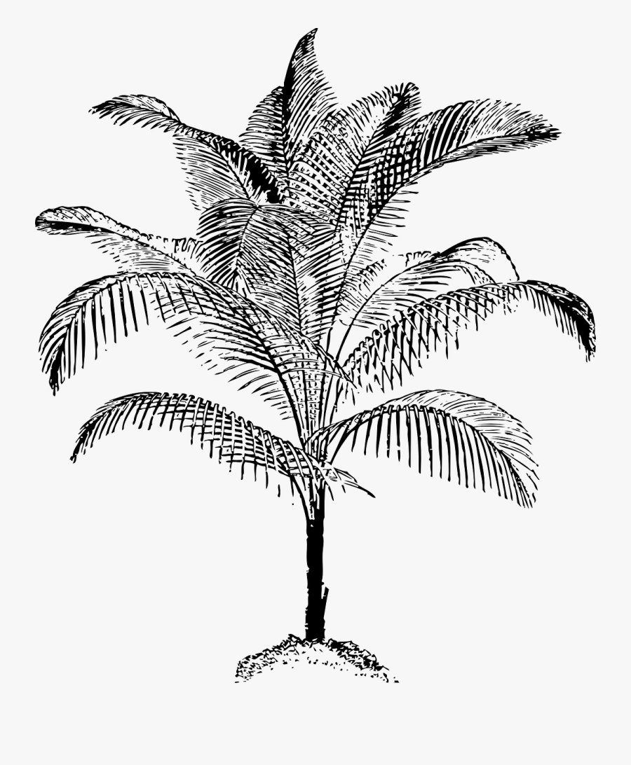 Palm Vector, Transparent Clipart
