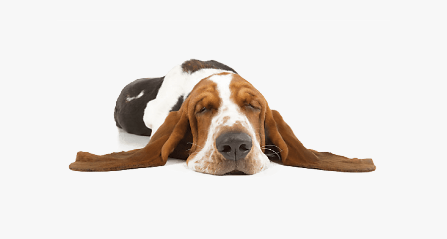 Hunde Entspannungsmusik, Transparent Clipart