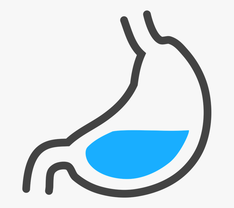 Stomach, Anatomy, Organs, Sim - Stomach Acid Clipart Transparent, Transparent Clipart