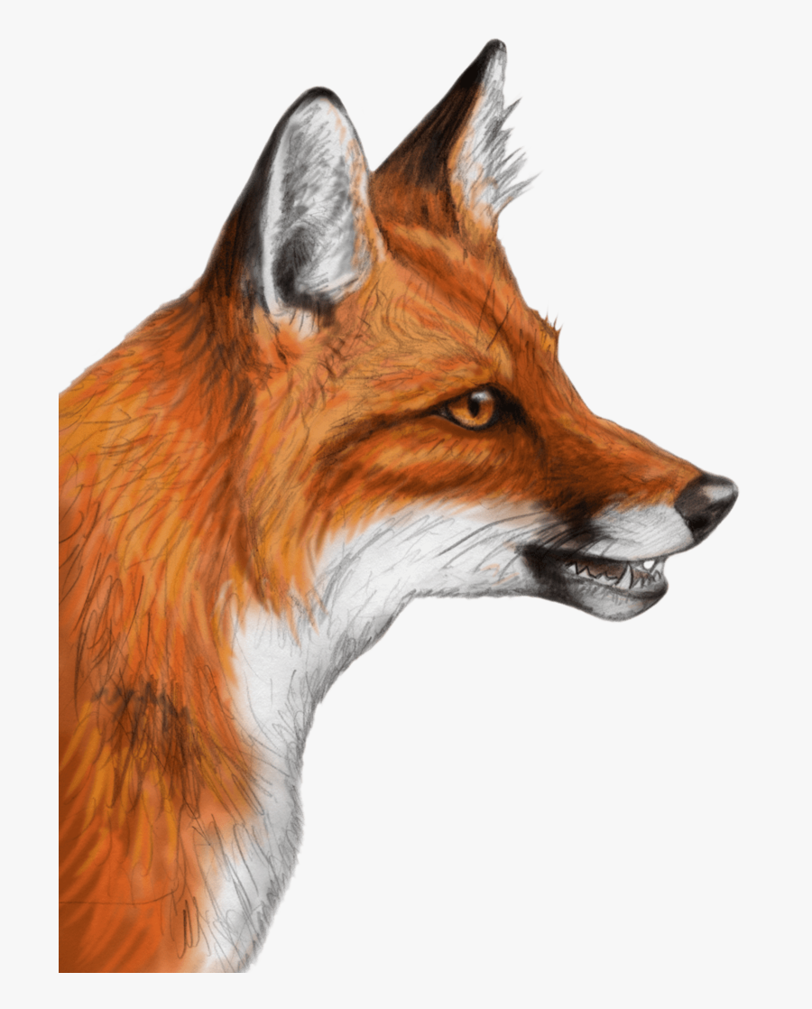 Fox - Realistic Drawings Of Foxes, Transparent Clipart