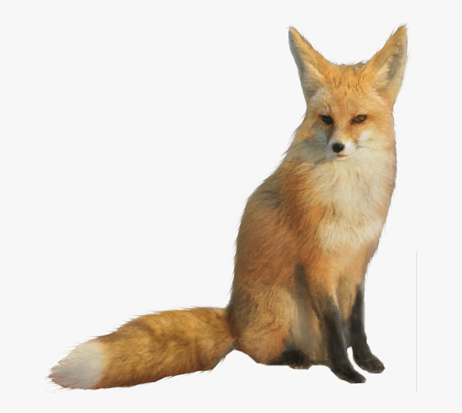 Fox - Red Fox Fennec Fox Mix, Transparent Clipart