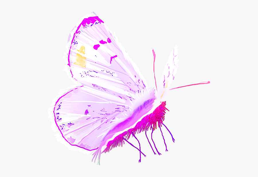 Pieridae, Transparent Clipart