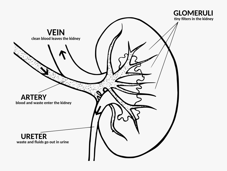 Diagram With Explanation Medical - Kidney Drawing With Parts, Transparent Clipart