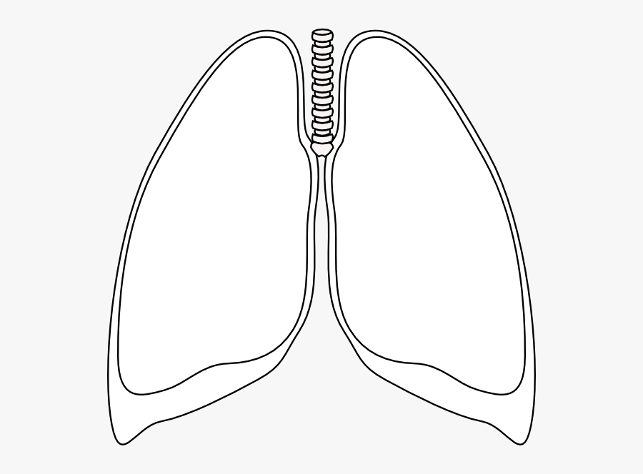 Kidney Clipart Black And White - Lungs Clipart Black And White, Transparent Clipart