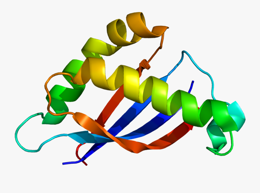 Kidney Clipart Pair - Ca 15 3 Molecule, Transparent Clipart