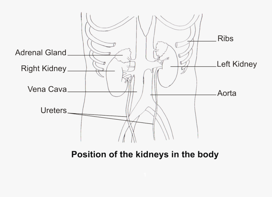 Line Art, Transparent Clipart