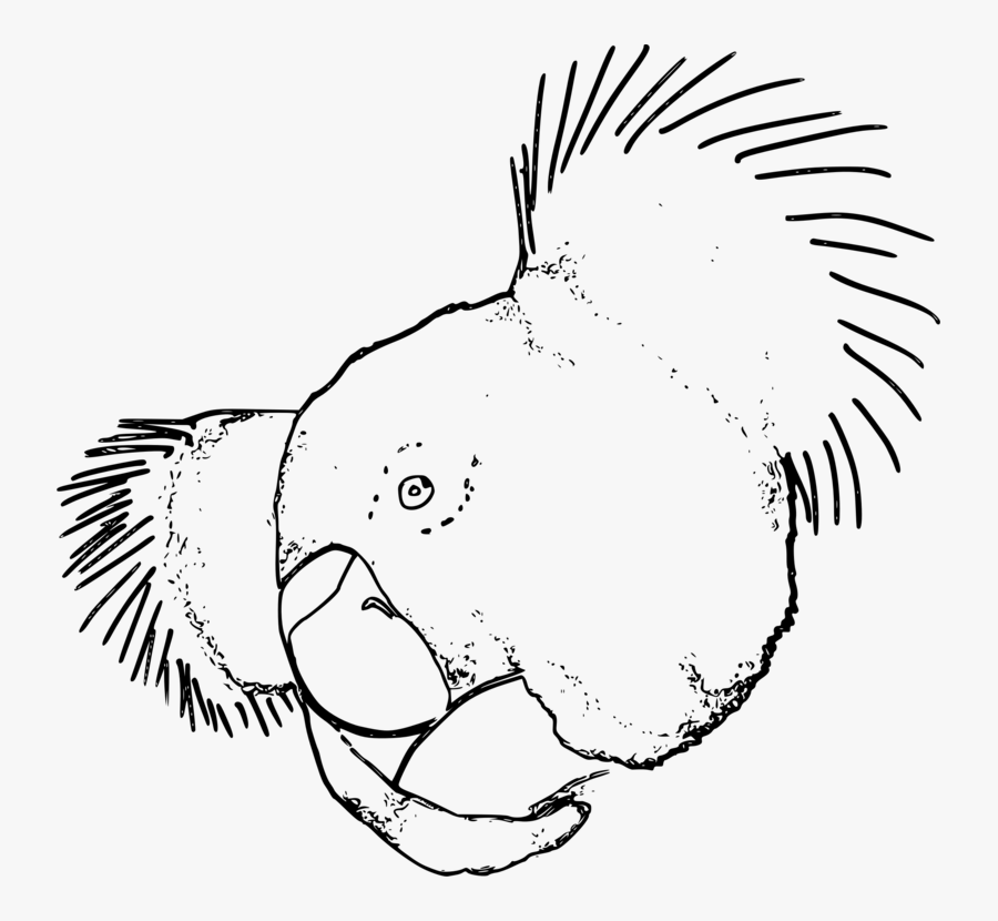 Art,monochrome Photography,carnivoran - Koala Line Drawing, Transparent Clipart