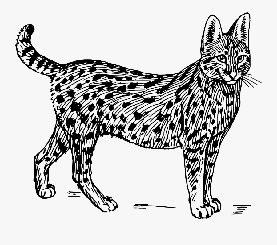 Black And White Serval, Transparent Clipart