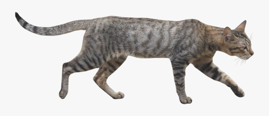 Wildcat Png Page - Wild Cat Transparent Background, Transparent Clipart