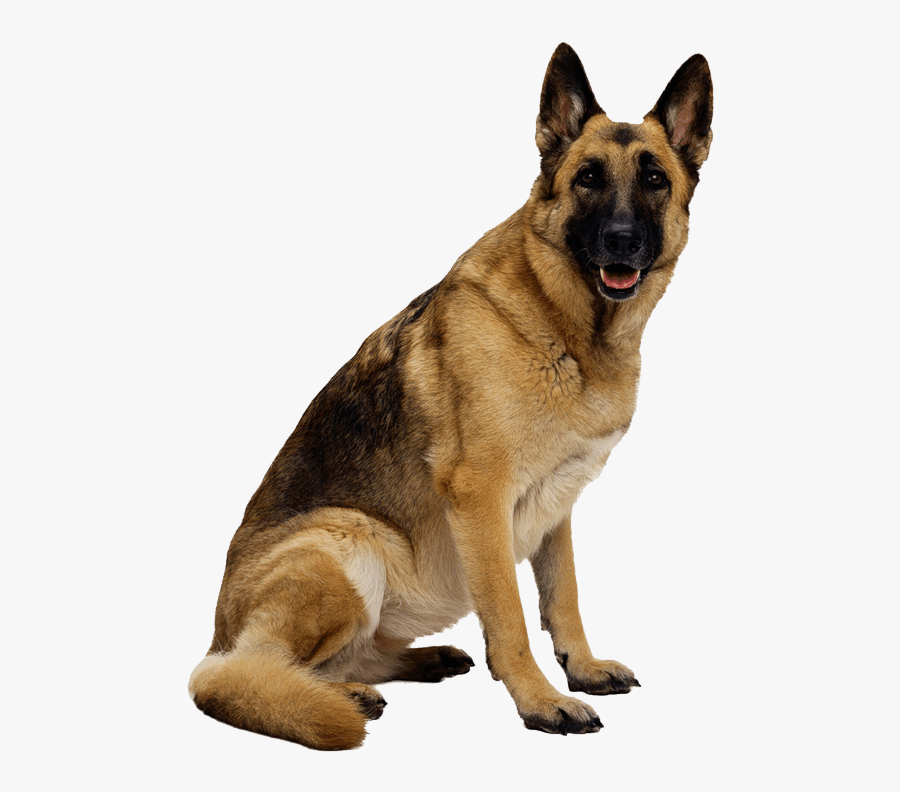 German Shepherd Dog Png Image - Dog Transparent Background, Transparent Clipart