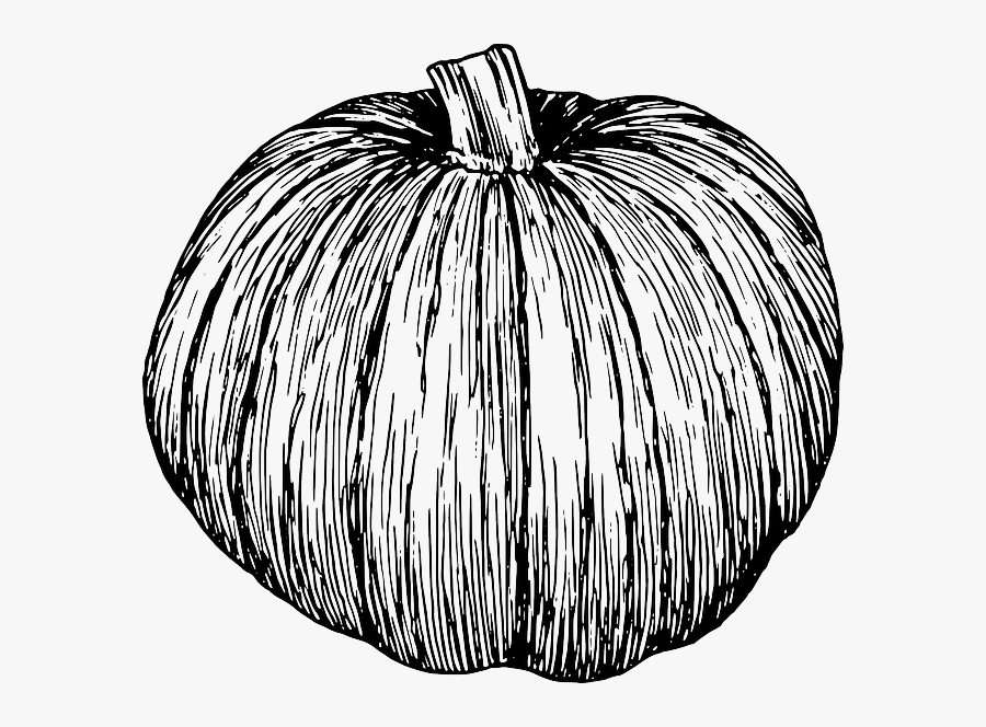 Pinart White Pumpkin Watercolor - Pumpkin Illustration Black And White, Transparent Clipart