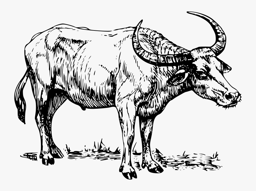 White Clipart Animal Horns - Clip Art Black And White Carabao, Transparent Clipart