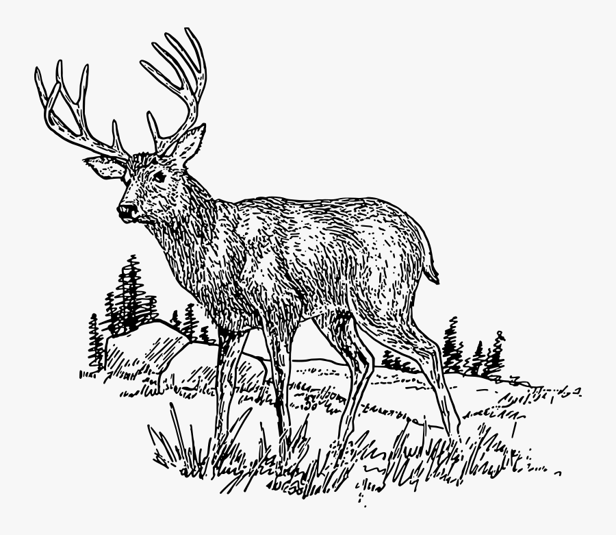 Clipart Deer Images Black And White, Transparent Clipart