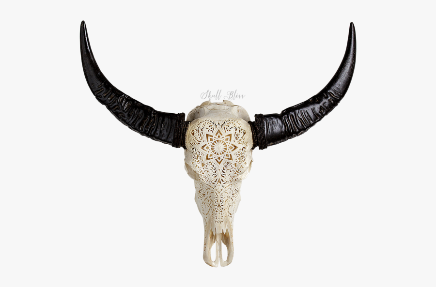 Cattle Horn Animal Skulls Water Buffalo - Skull Bliss Reviews, Transparent Clipart