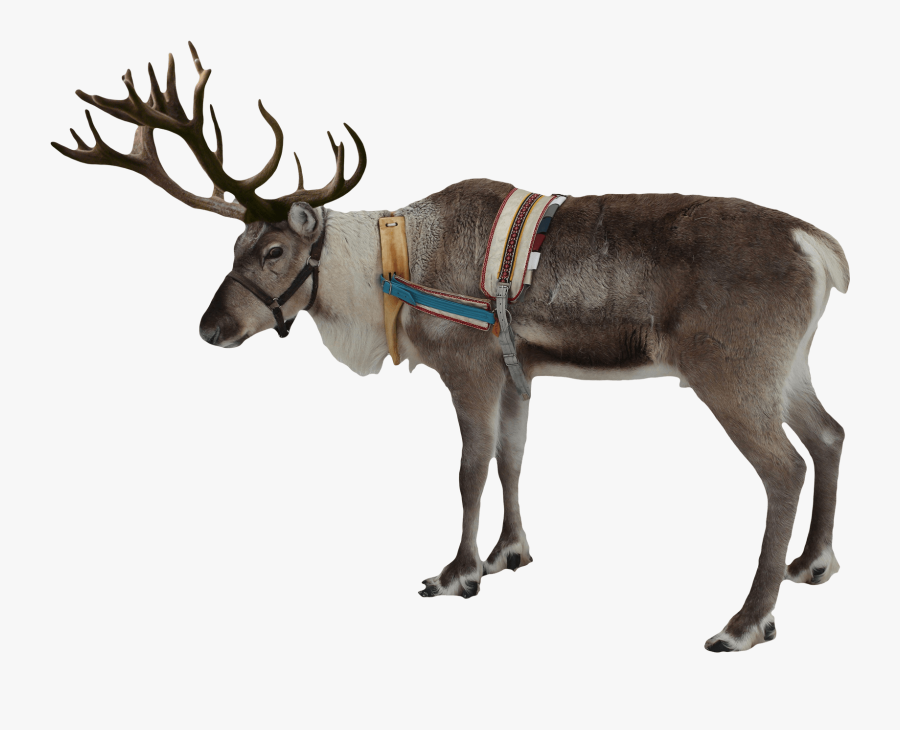 Transparent Deer Clipart - Reindeer Png, Transparent Clipart