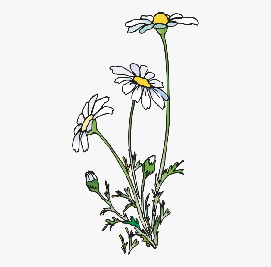 Flower Clip Art And Poetry - Daisies Clipart, Transparent Clipart