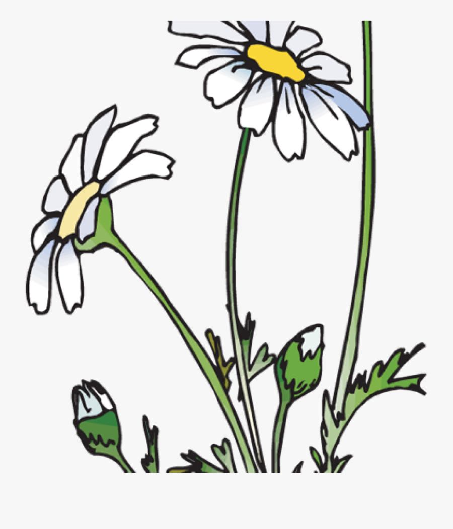 Daisies Clipart 19 Daisies Clipart Huge Freebie Download - Daisies Clipart, Transparent Clipart
