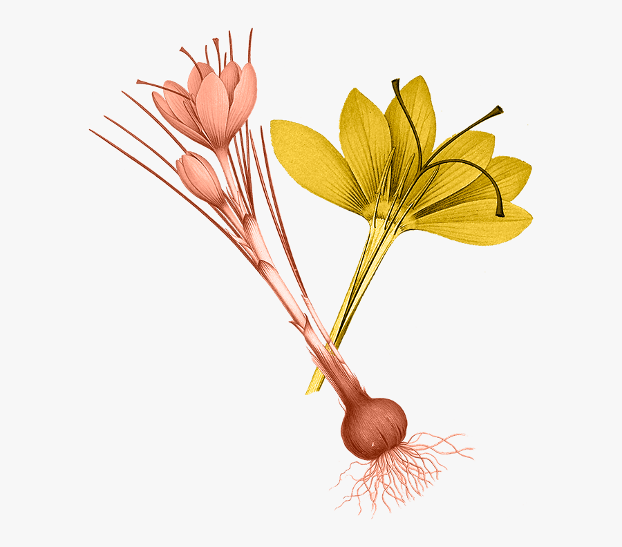 Caesalpinia, Transparent Clipart