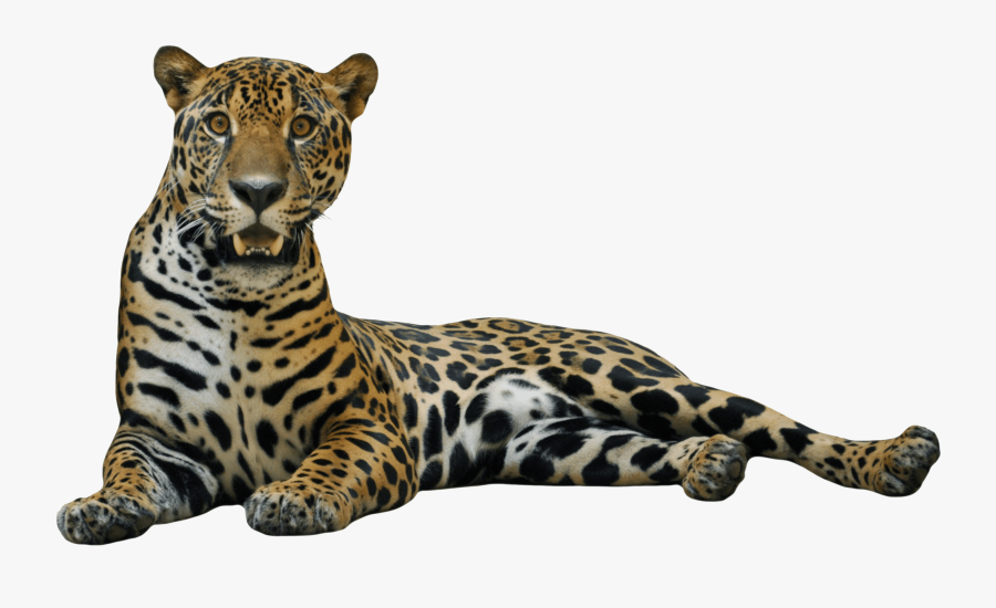 Jaguar Png - Jaguar Png Transparent, Transparent Clipart