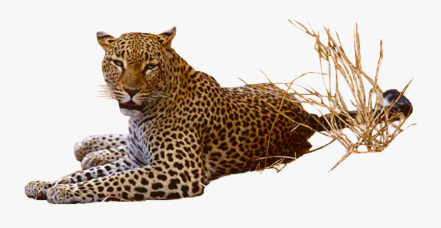 Jaguar Png - Leopard Png Transparent, Transparent Clipart