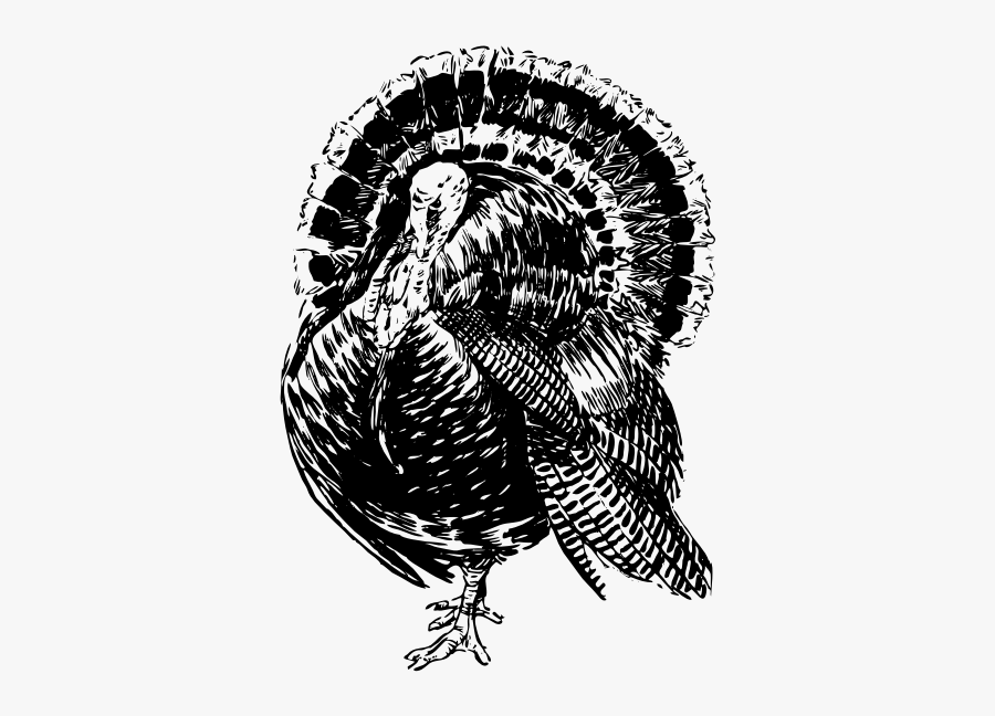 Turkey - Line Art Turkey, Transparent Clipart