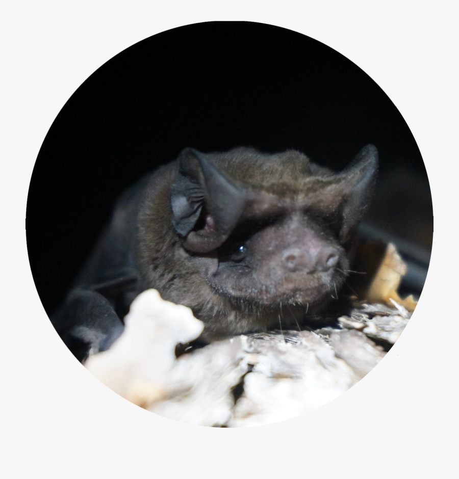 Micaela Jemsion / Bat Conservation International - Florida Bonneted Bat, Transparent Clipart