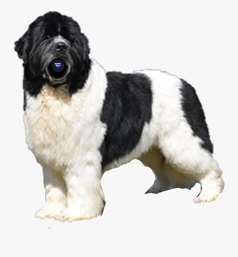 #newfoundland #dog - Dog Yawns, Transparent Clipart