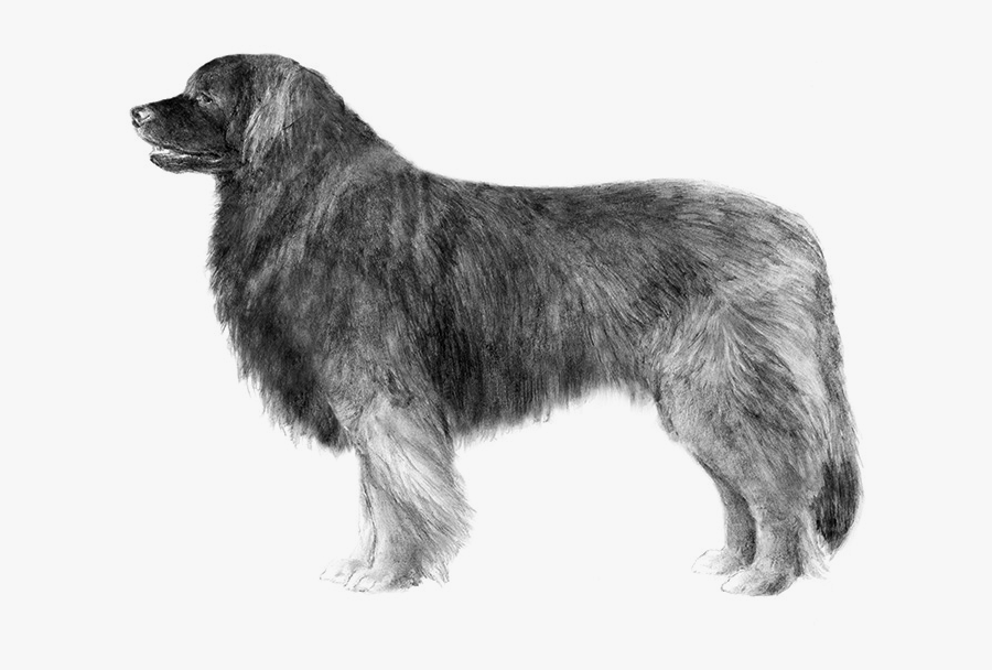 Dog Breed Leonberger Sarplaninac Newfoundland Dog Estrela - Drawings Of Flat Coat Retrievers, Transparent Clipart